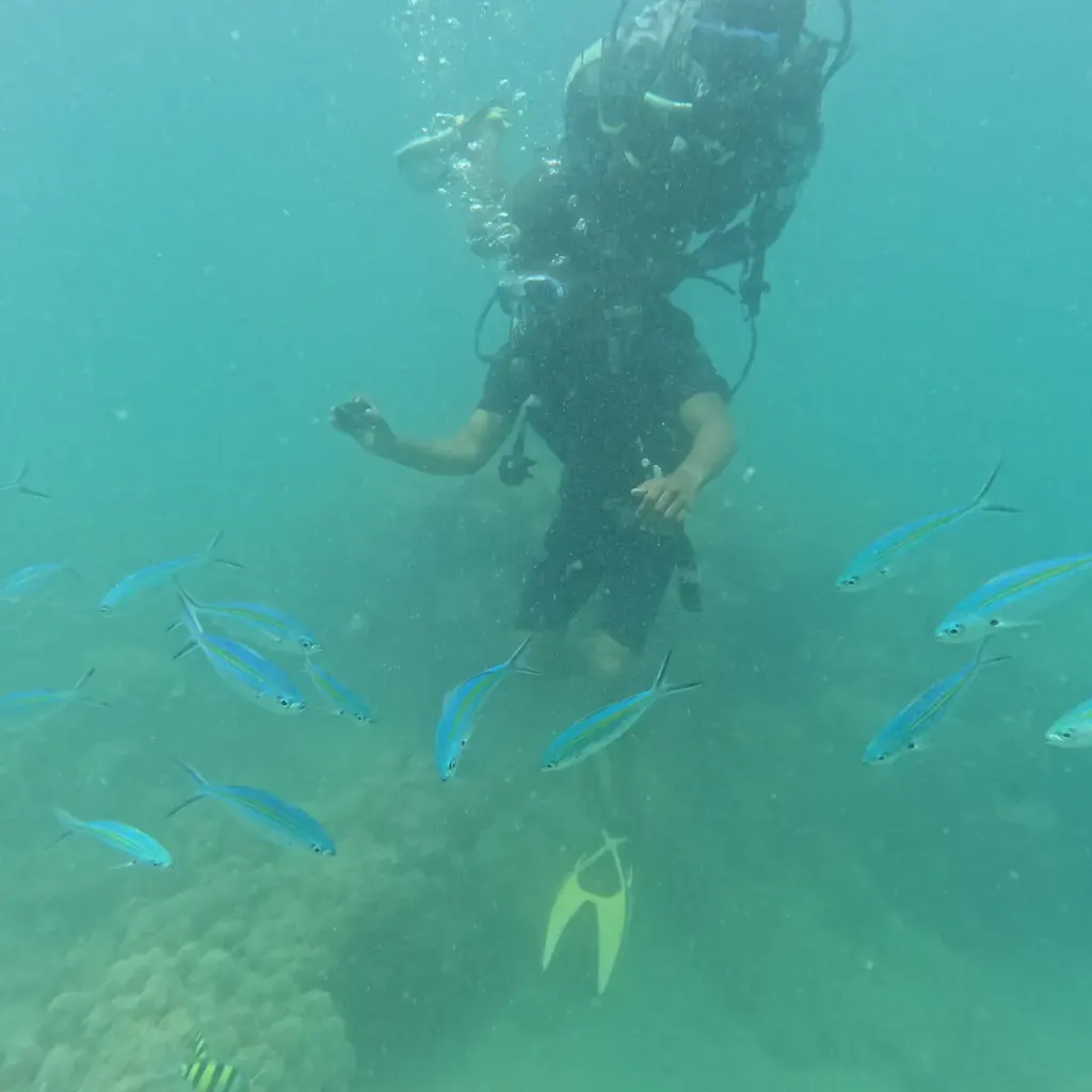 Diver with blue fusiliers swimming past, scuba diving in Havelock Island
