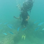 Diver with blue fusiliers swimming past, scuba diving in Havelock Island