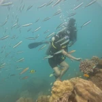 Diver in the middle of a school of silver fish over the reef, scuba diving in Havelock Island