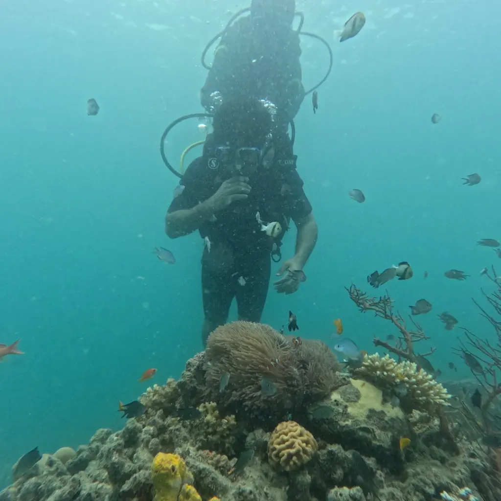 Diver beside a coral head and sea fan with reef fish, scuba diving in Havelock Island