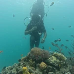 Diver beside a coral head and sea fan with reef fish, scuba diving in Havelock Island