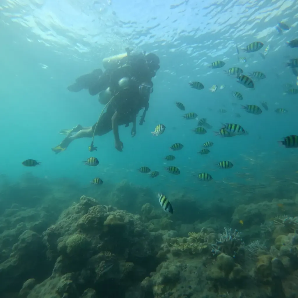 Diver swimming through a school of striped sergeant major fish, scuba diving in Havelock Island