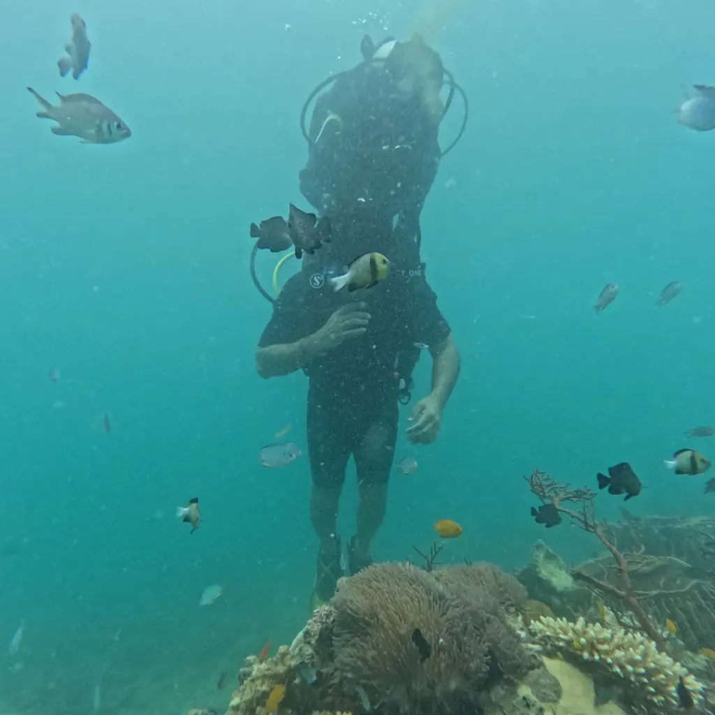 Diver above a coral head with reef fish swimming past, scuba diving in Havelock Island