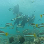 Divers behind a school of yellow-tailed fish and butterflyfish, scuba diving in Havelock Island