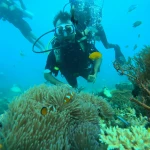 Diver above an anemone with clownfish in clear blue water, Lighthouse scuba diving, Havelock Island