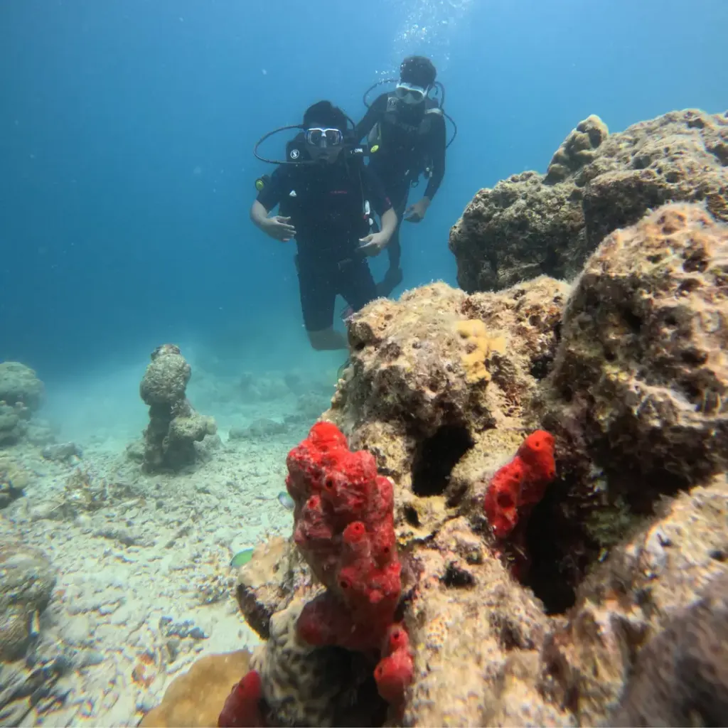 Bright red sponge on a coral rock with divers behind, Red Pillar scuba diving, Havelock Island