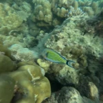 Striped surgeonfish swimming over hard coral, scuba diving in Havelock Island
