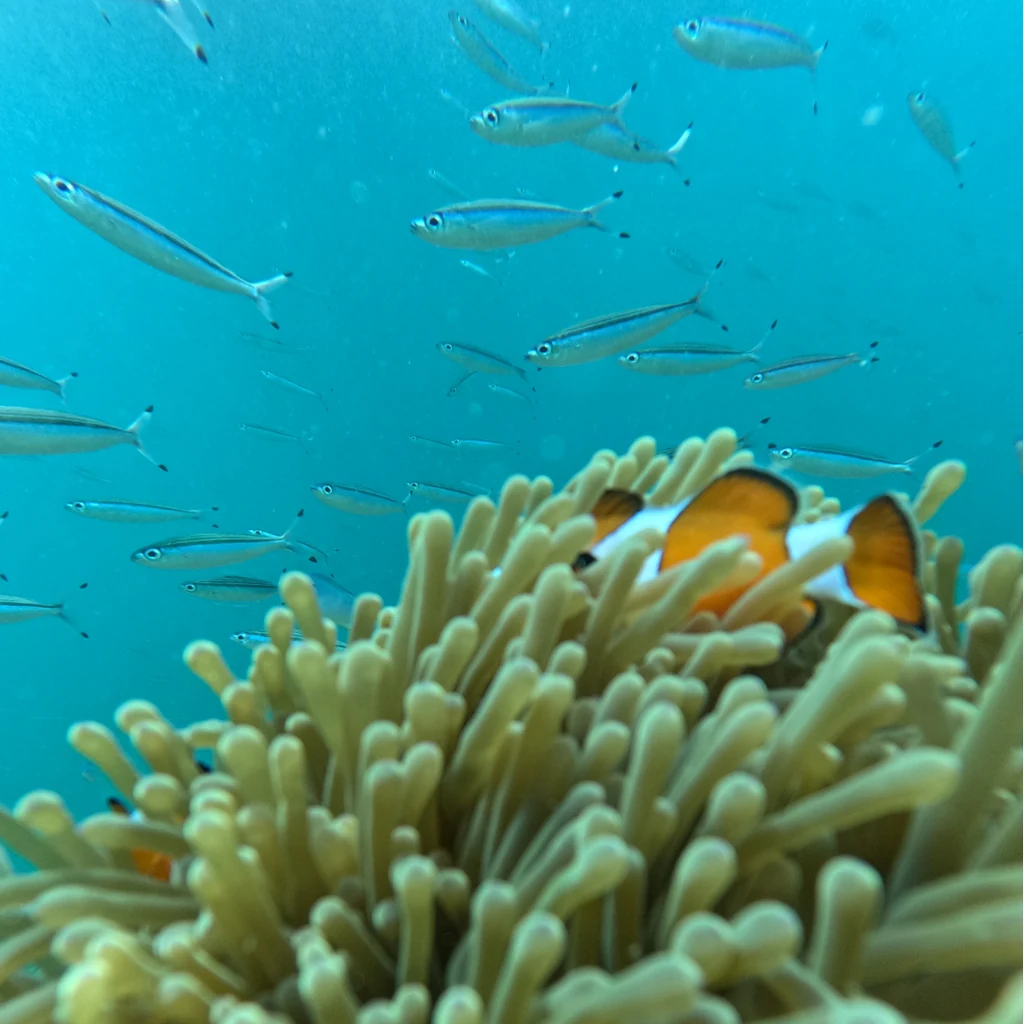 Clownfish in an anemone photographed on a boat dive in Havelock, Andaman