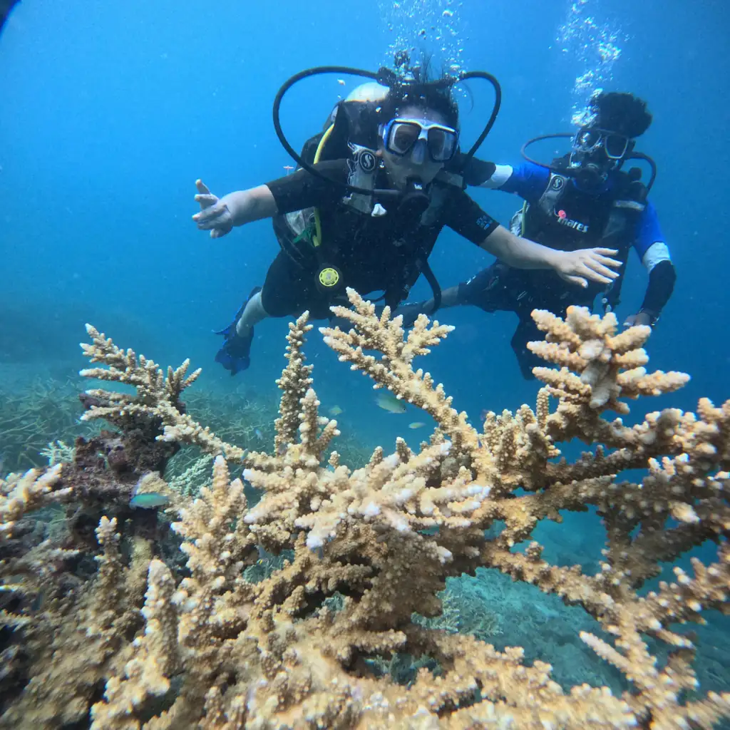 Staghorn coral on a boat scuba diving trip in Havelock Island