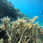 Branching coral and small reef fish in clear blue water, Havelock Island, Andaman