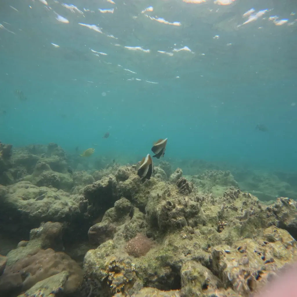 A moorish idol swimming over a rocky coral reef, Havelock Island, Andaman