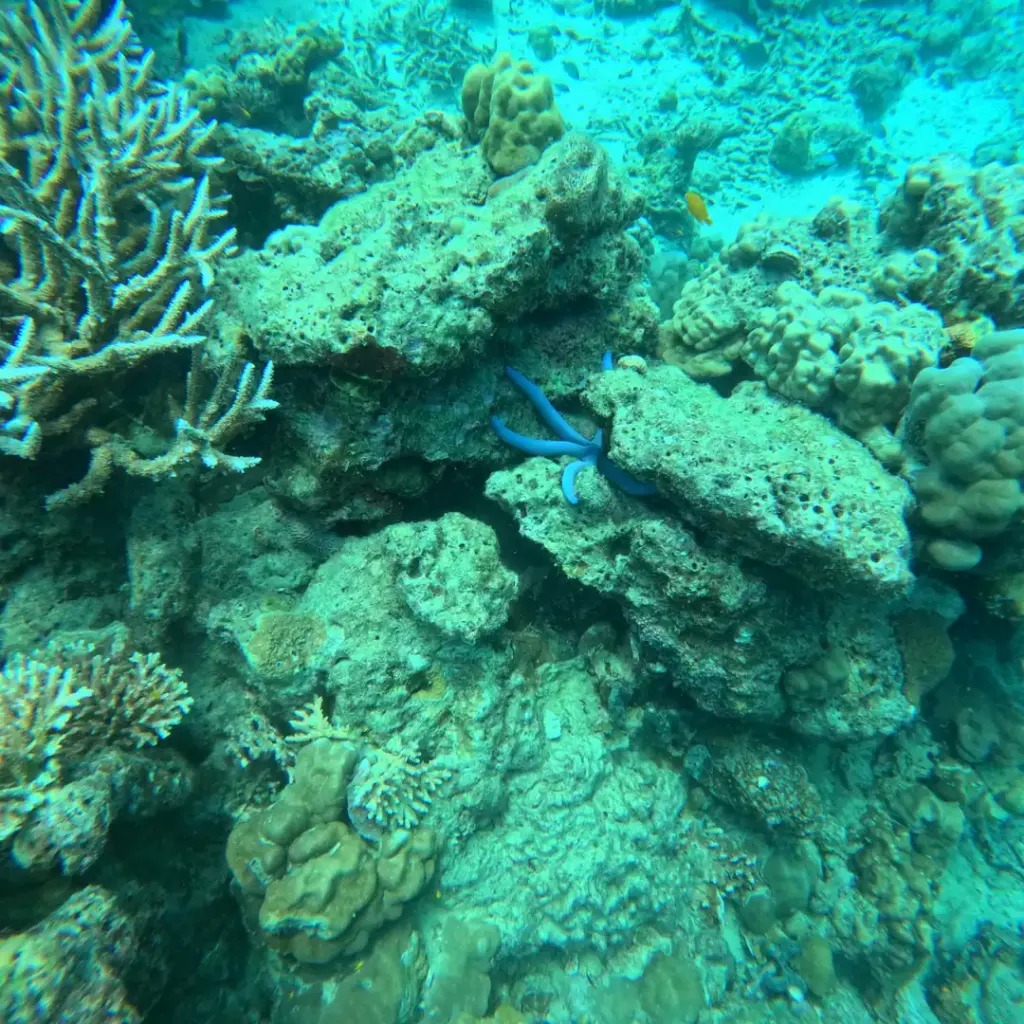 Coral reef with a blue starfish between the rocks, Havelock Island, Andaman