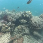 Rocky coral reef with a few fish swimming above, Havelock Island, Andaman