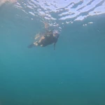 Snorkeller swimming in blue water, snorkelling in Havelock Island