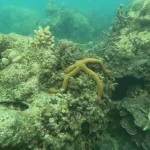 Orange starfish on a coral-covered reef, Havelock Island, Andaman