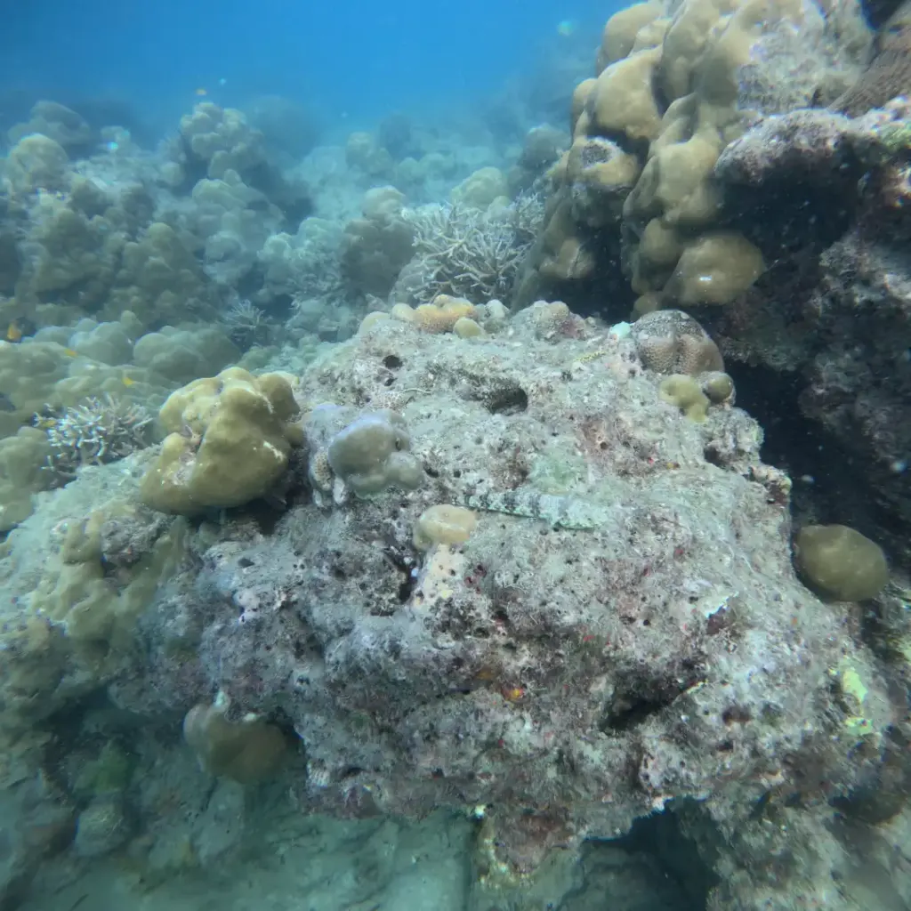 Large coral boulder covered in small corals on the reef, Juvi's scuba diving, Havelock Island