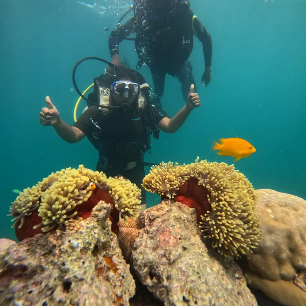 Diver giving two thumbs up above two anemones with an orange fish, Juvi's scuba diving, Havelock Island