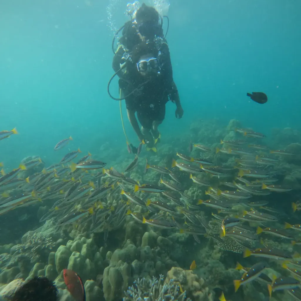 Diver hovering above a school of yellow-striped fish over the reef, Juvi's scuba diving, Havelock Island