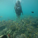 Diver hovering above a school of yellow-striped fish over the reef, Juvi's scuba diving, Havelock Island