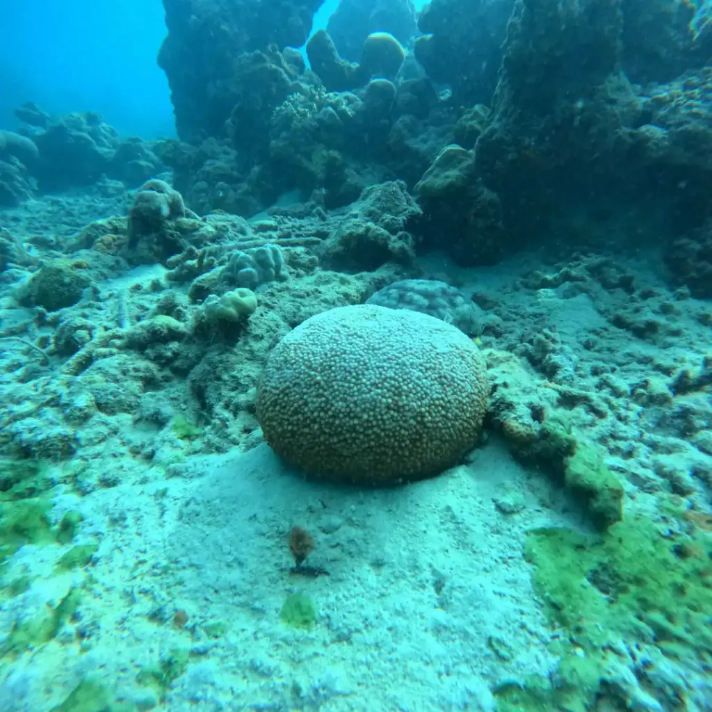 A round brain coral boulder sitting on the sandy reef floor, Juvi's scuba diving, Havelock Island