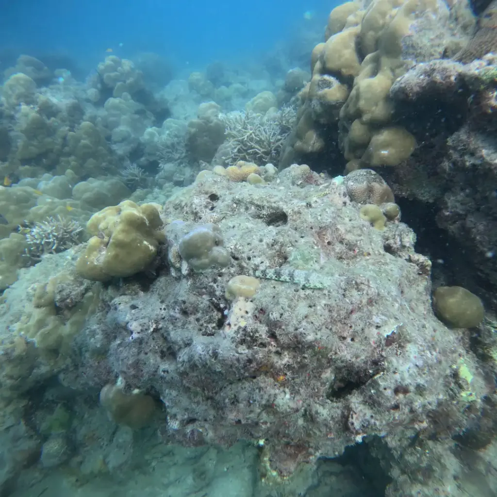 A coral boulder covered in small corals, Havelock Island, Andaman