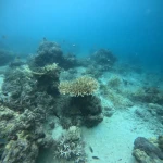 Coral heads and a table coral beside a sandy channel, Lighthouse scuba diving, Havelock Island