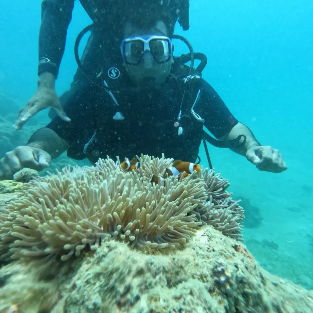 Diver leaning over an anemone with clownfish, Lighthouse scuba diving, Havelock Island