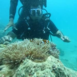 Diver leaning over an anemone with clownfish, Lighthouse scuba diving, Havelock Island
