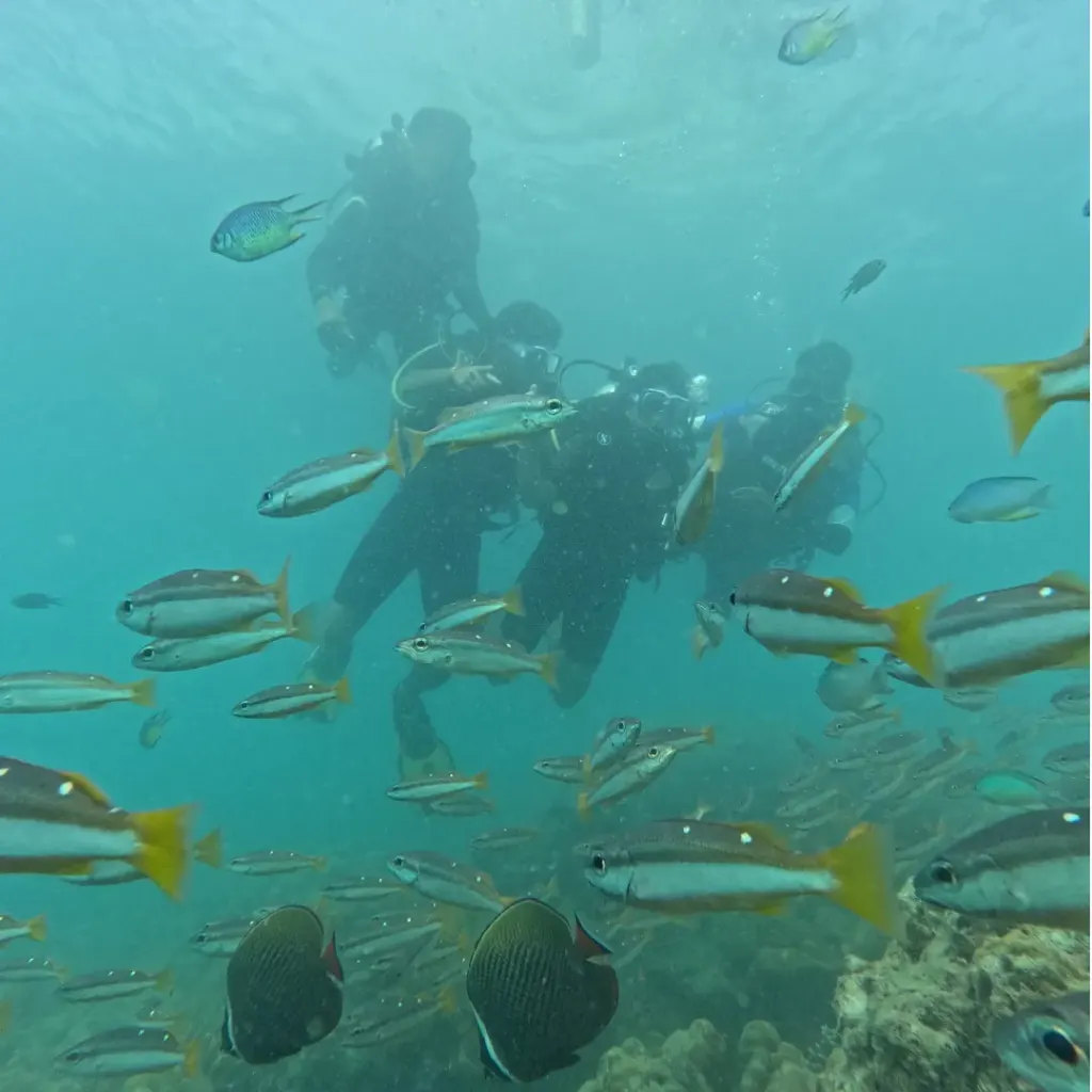 Divers behind a school of yellow-tailed fish and butterflyfish, Lighthouse scuba diving, Havelock Island