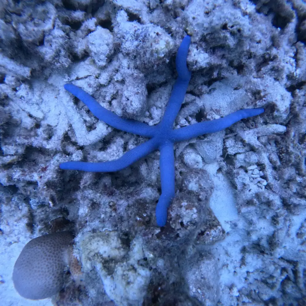 Blue starfish on the shallow reef bed at Nemo Beach, Andaman - marine life seen on the dive