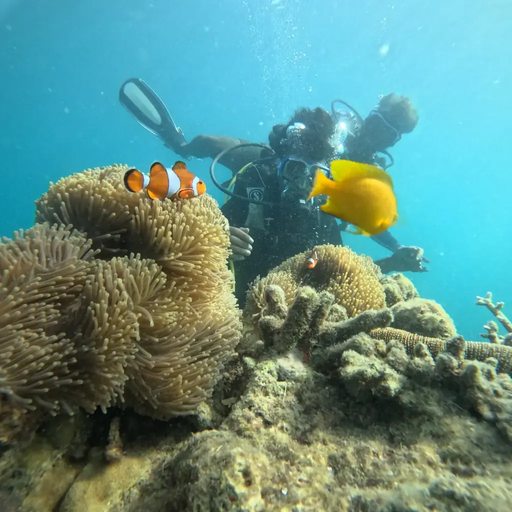 Clownfish in an anemone and a bright yellow reef fish beside a scuba diver at Nemo Beach, Havelock Island