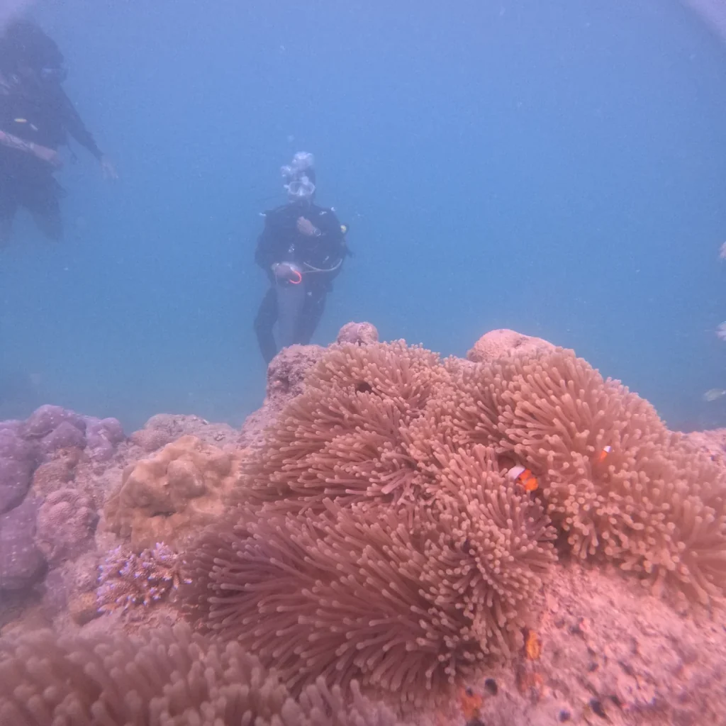 Nemo divers swimming over the shallow coral and anemone reef at Havelock Island