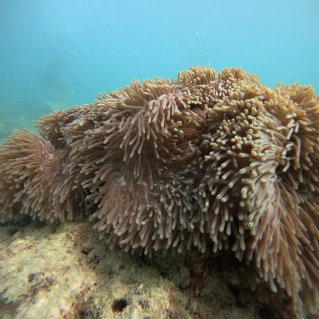 Large carpet anemone on the shallow sandy reef at Nemo Reef, Havelock, Andaman