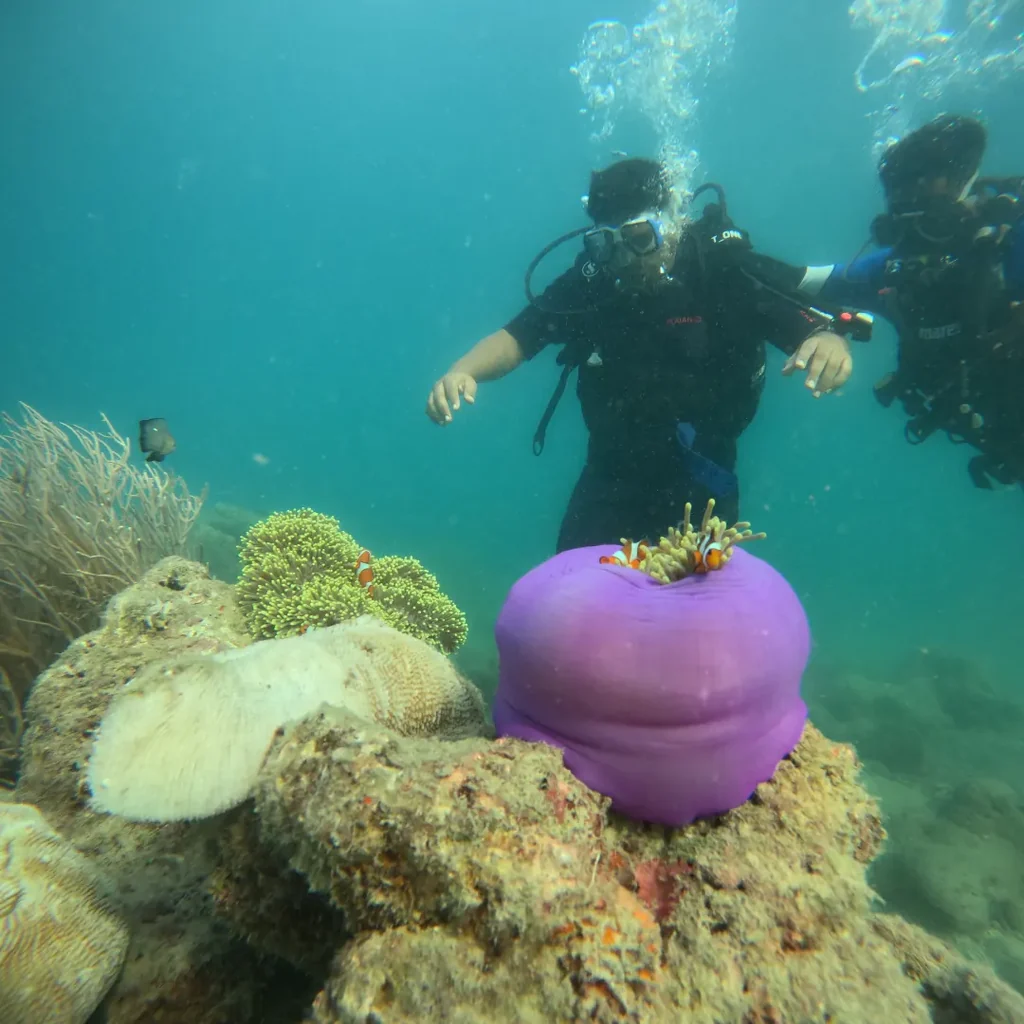Purple sea anemone with a clownfish at the Nemo Reef dive site, Havelock, with divers passing above