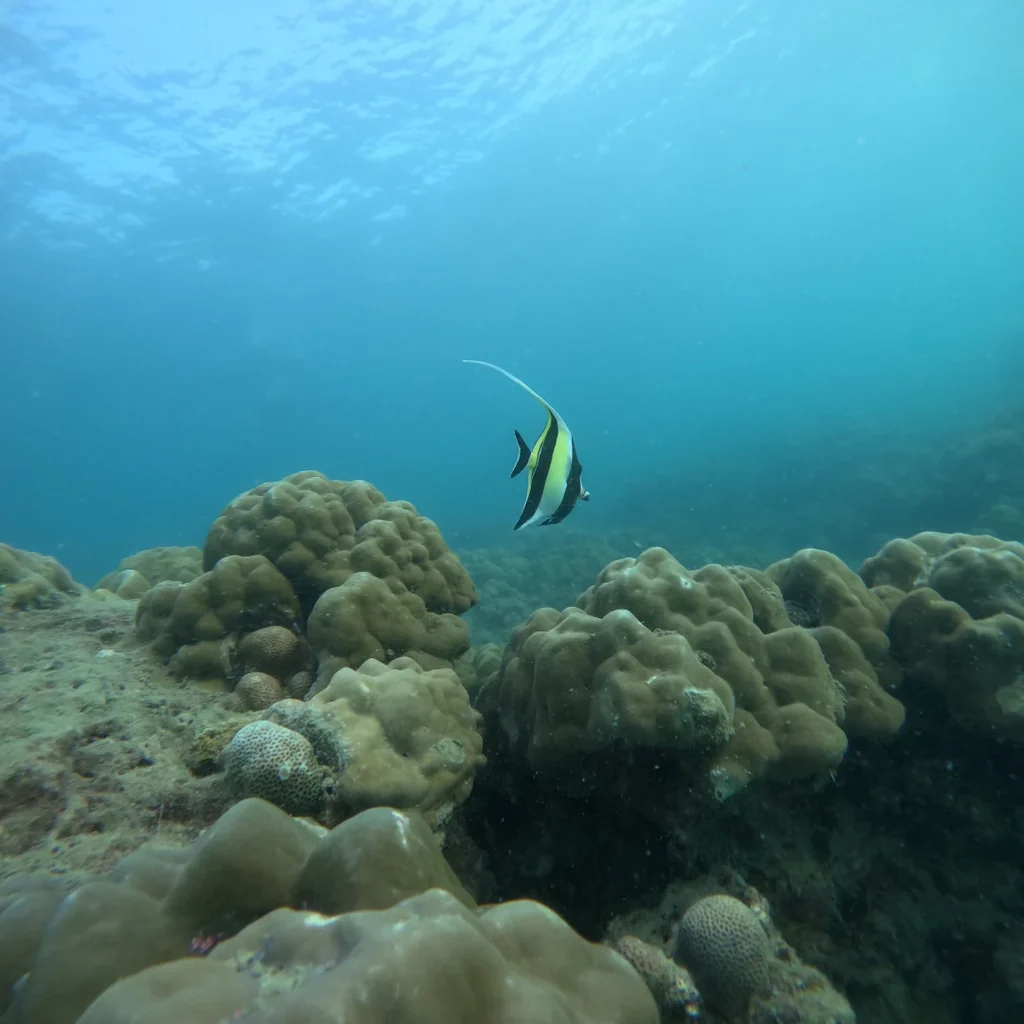 Moorish idol swimming over hard coral boulders at the Nemo Reef dive site in Havelock