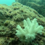 A white branching coral on a green coral rock, Havelock Island, Andaman