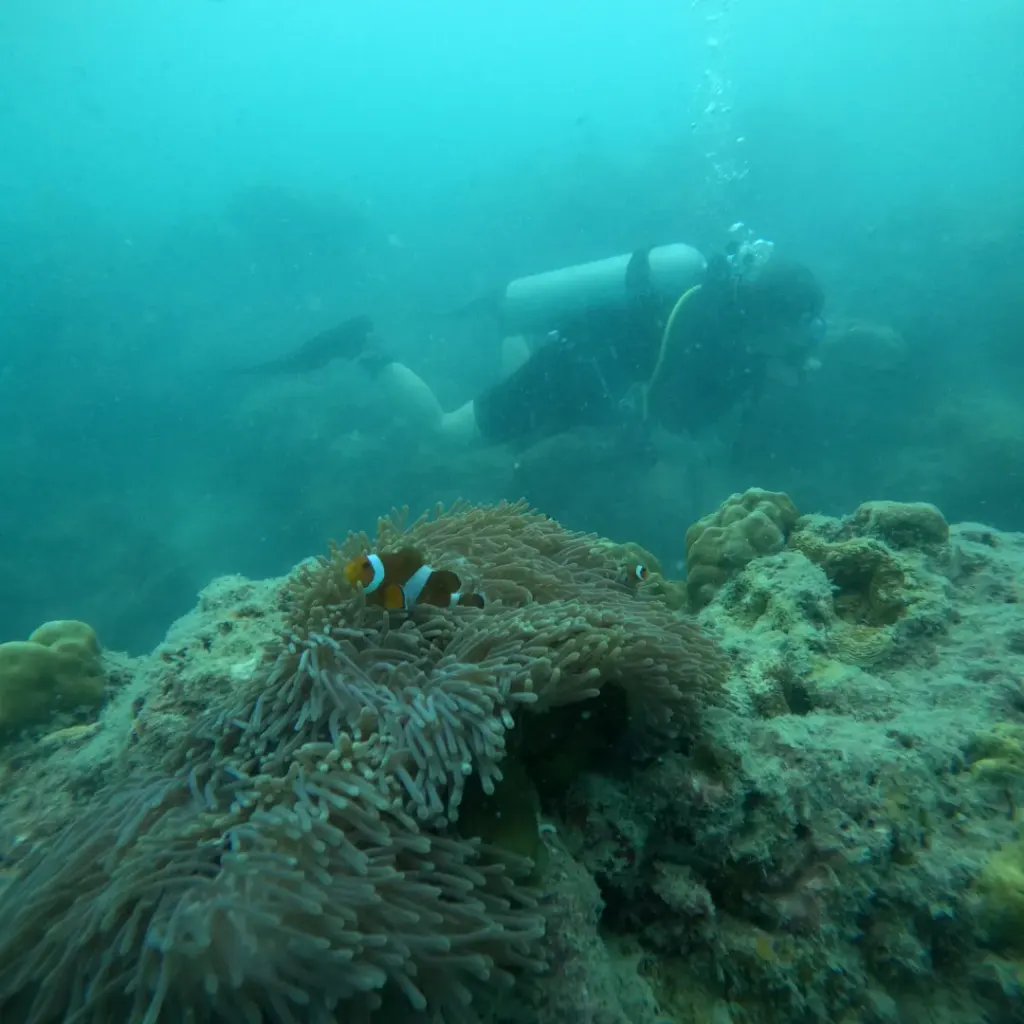 Clownfish in an anemone with a diver behind, Nitrox course in Havelock, Andaman