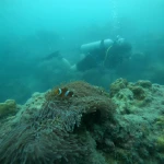 Clownfish in an anemone with a diver behind, Nitrox course in Havelock, Andaman