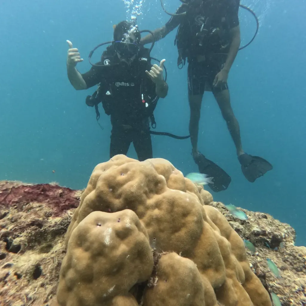 Diver giving a thumbs up behind a large potato coral, Juvi's scuba diving, Havelock Island