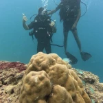 Diver giving a thumbs up behind a large potato coral, Juvi's scuba diving, Havelock Island