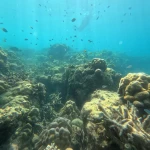 Reef fish over a wide field of potato and boulder coral, Juvi's scuba diving, Havelock Island