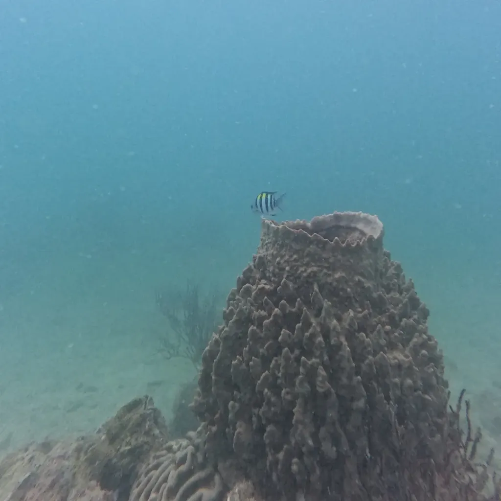 Barrel sponge with a moorish idol swimming above, scuba diving in Havelock Island
