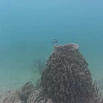 Barrel sponge with a moorish idol swimming above, scuba diving in Havelock Island