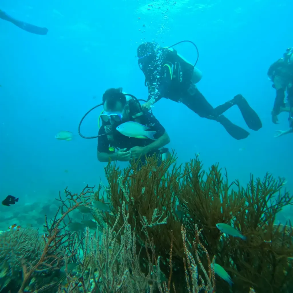 Two divers above soft coral and sea whips, scuba diving in Havelock Island