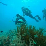 Two divers above soft coral and sea whips, scuba diving in Havelock Island