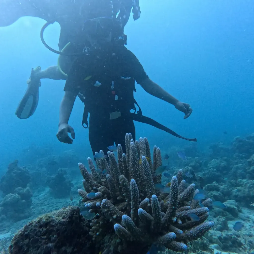Diver above a branching coral in blue water, scuba diving in Havelock Island