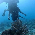 Diver above a branching coral in blue water, scuba diving in Havelock Island