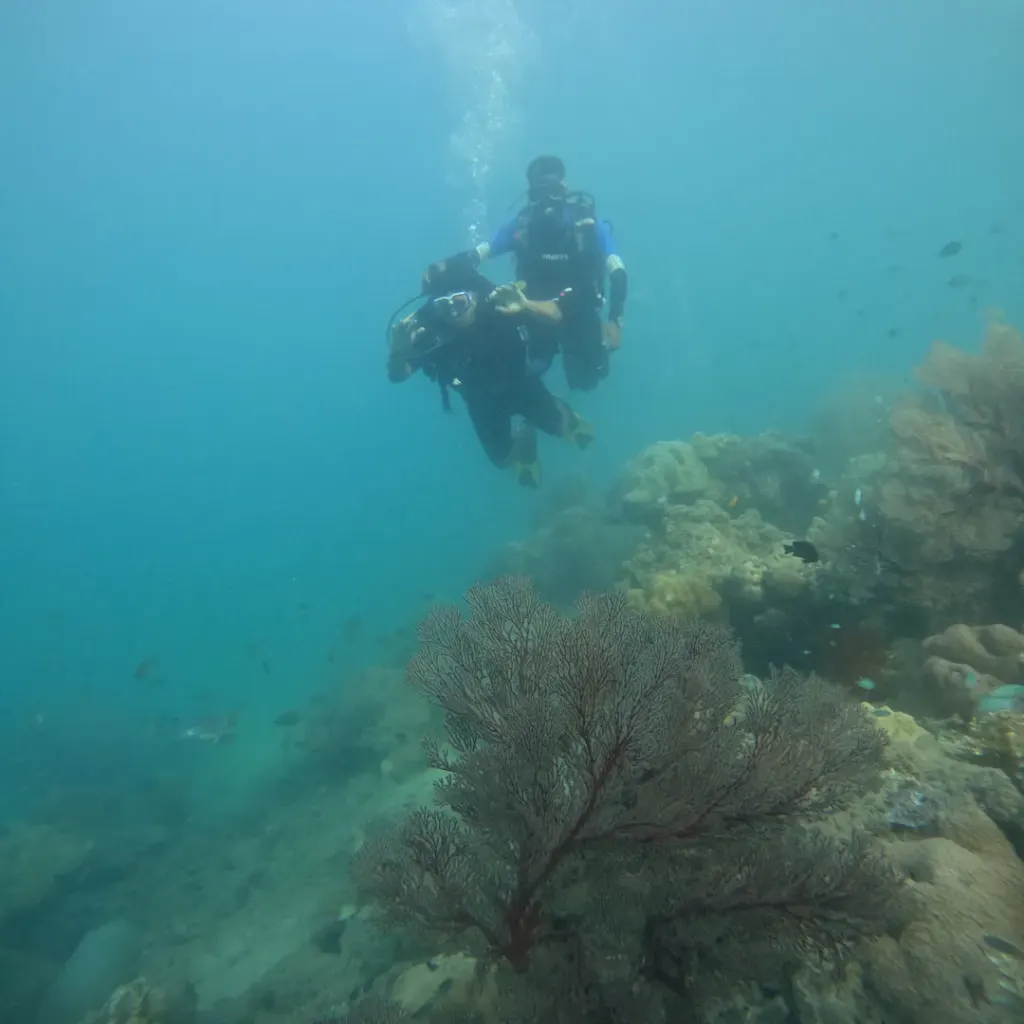 Diver above a large sea fan on the reef slope, scuba diving in Havelock Island