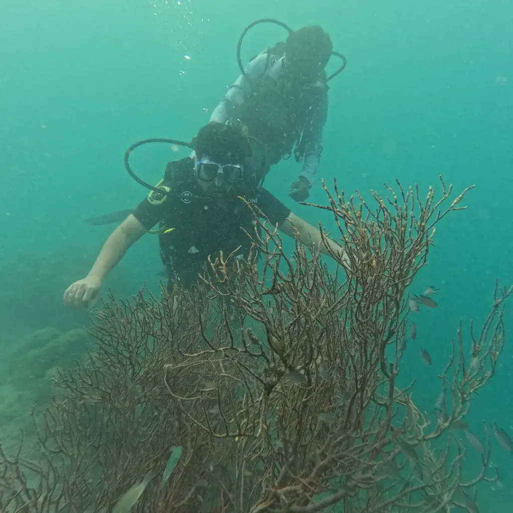 Diver behind a sea fan with small fish, scuba diving in Havelock Island
