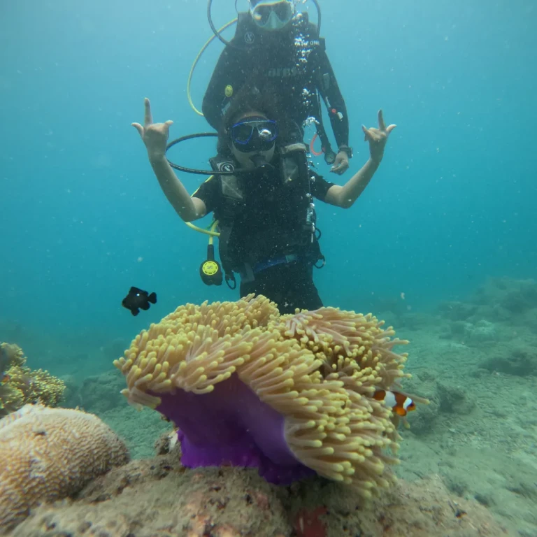 Diver above a purple anemone with a clownfish at Purple Haze, Havelock Island